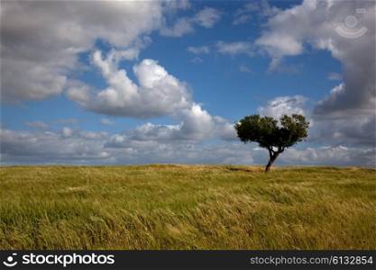 tree in a field at a alentejo farm, the south of portugal
