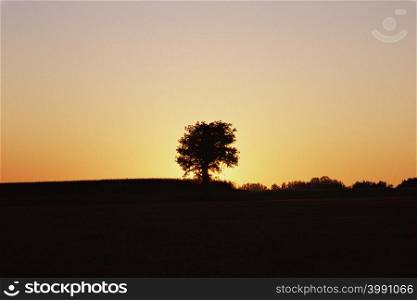 Tree in a field at sunset