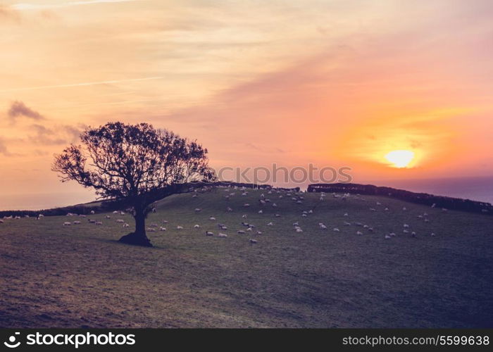 Tree in a field at sunset