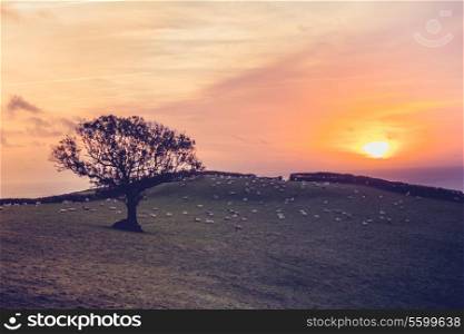 Tree in a field at sunset