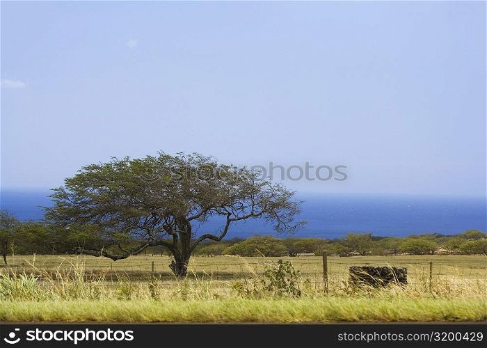 Tree in a field, Pololu Valley, Kohala, Big Island, Hawaii Islands, USA