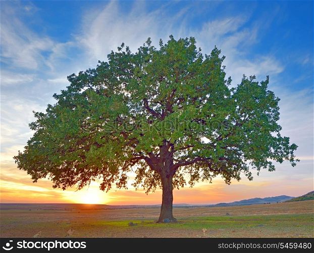 tree in a field summer, isolated