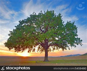 tree in a field summer, isolated