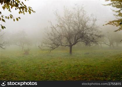 Tree in a fog.Apple tree with fallen down leaves