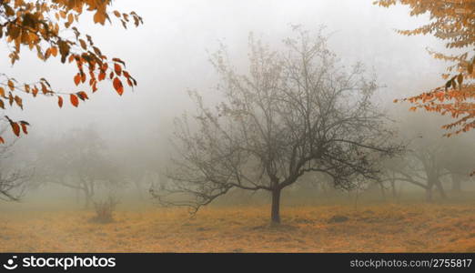 Tree in a fog.Apple tree with fallen down leaves