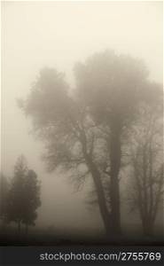 Tree in a fog.Autumn tree in a dense fog