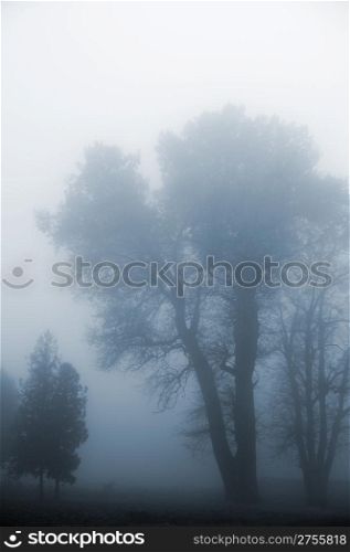 Tree in a fog.Autumn tree in a dense fog. Blue tone