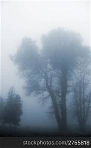 Tree in a fog.Autumn tree in a dense fog. Blue tone