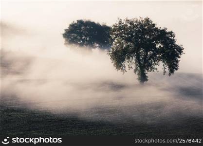 Tree in a fog. Tuscany, Italy, Europe.