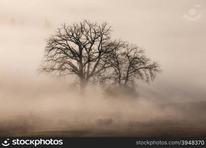 Tree in a fog. Tuscany, Italy, Europe.