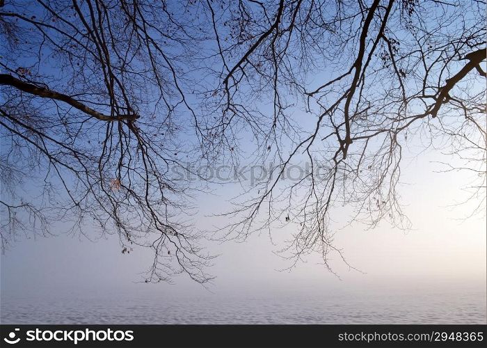 "Tree in a foggy winter landscape on estate "De Horsten", Wassenaar, Netherlands."