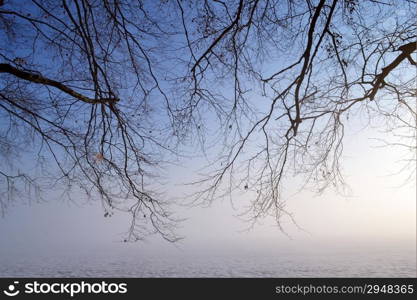 "Tree in a foggy winter landscape on estate "De Horsten", Wassenaar, Netherlands."