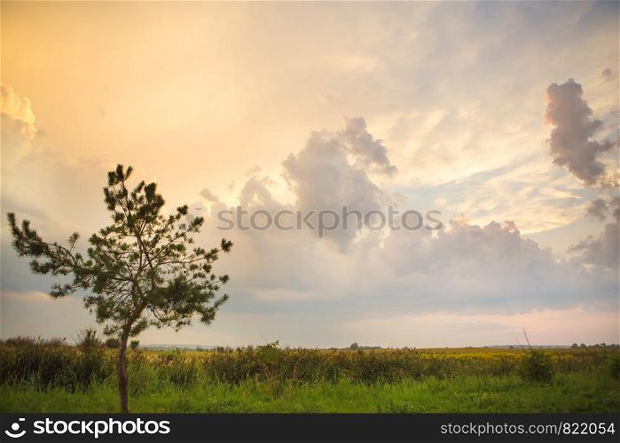 tree in a green field and big white clouds, summer sunset.. tree in a green field and big white clouds, summer sunset