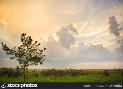 tree in a green field and big white clouds, summer sunset.. tree in a green field and big white clouds, summer sunset