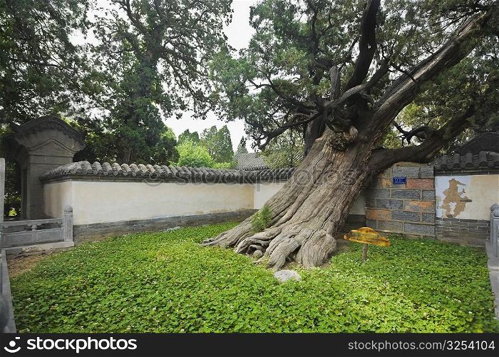 Tree in a lawn, Songyang Academy, Shaolin Monastery, Mt Song, Henan Province, China
