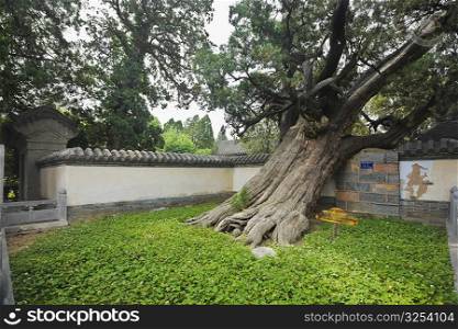 Tree in a lawn, Songyang Academy, Shaolin Monastery, Mt Song, Henan Province, China