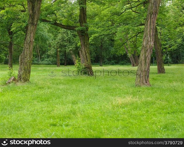 Tree in a park. Meadow and trees in a park