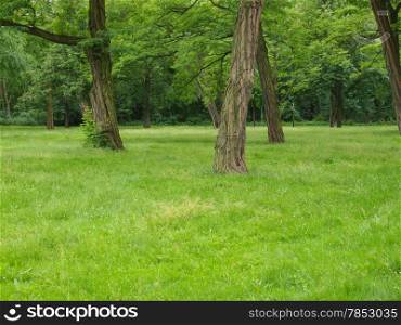 Tree in a park. Meadow and trees in a park