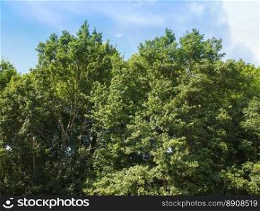 Tree in a park. Trees in a park over blue sky