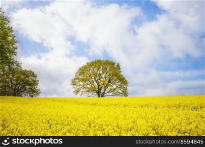 Tree in a yellow canola field on a summer day with blue sky
