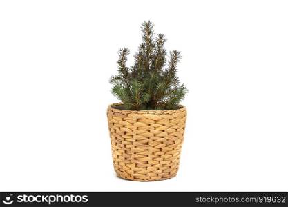 tree in a zinc bucket as decoration of the store entrance. Green spruce tree on a white background. Green spruce tree on a white background. tree in a zinc bucket as decoration of the store entrance