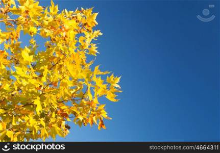 Tree in autumn full of yellow leaves