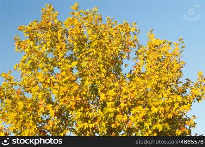 Tree in autumn full of yellow leaves