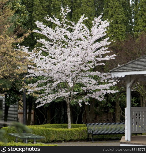 Tree in Blossom at Northwest Railway Museum, Snoqualmie, Washington State, USA