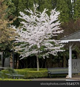 Tree in Blossom at Northwest Railway Museum, Snoqualmie, Washington State, USA