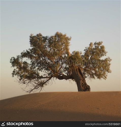Tree in Erg Chegaga Dunes in Sahara Desert, Souss-Massa-Draa, Morocco
