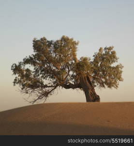 Tree in Erg Chegaga Dunes in Sahara Desert, Souss-Massa-Draa, Morocco