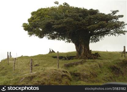 Tree in field in Costa Rica
