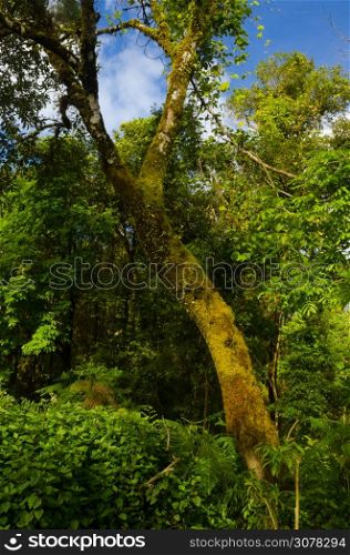 tree in forest