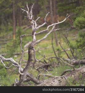 Tree in forest