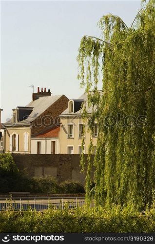 Tree in front of a medieval house, Le Mans, Sarthe, Pays-de-la-Loire, France