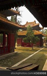 Tree in front of a pagoda, Thirteen Tablet Pavilions, Temple of Confucius, Qufu, Shandong Province, China