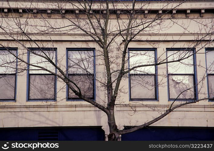 Tree in Front of Building