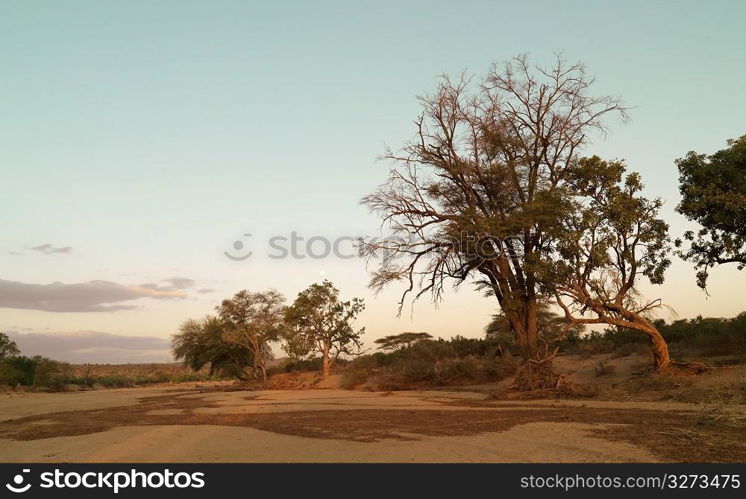 Tree in Kenya Africa