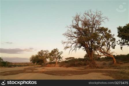 Tree in Kenya Africa