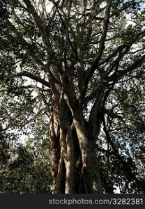 Tree in Kenya forest