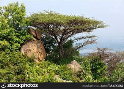 Tree in mountains. Tamil Nadu, India