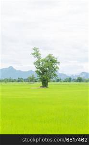 Tree in rice fields. Behind a mountain covered with clouds, wind, sky.
