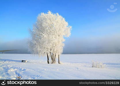 tree in snow