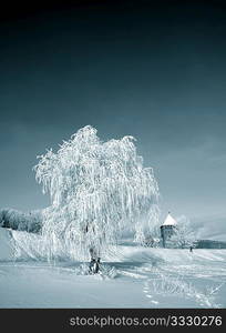 tree in snow