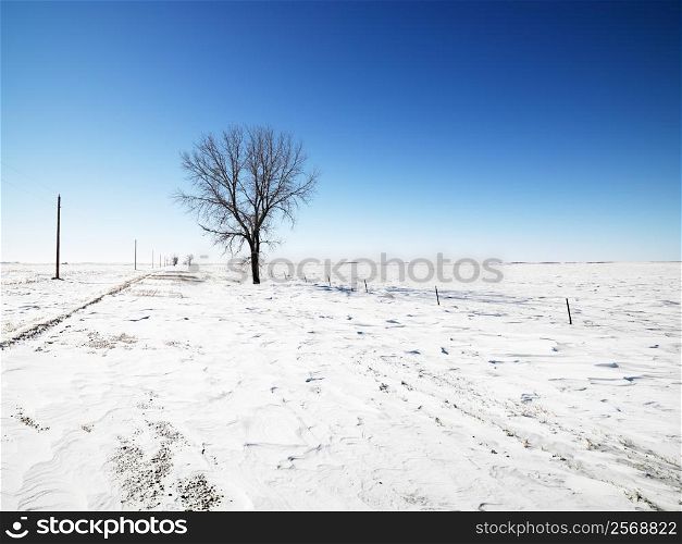 Tree in snow covered landscape with blue sky in background.