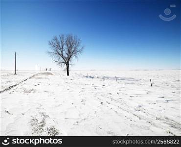 Tree in snow covered landscape with blue sky in background.