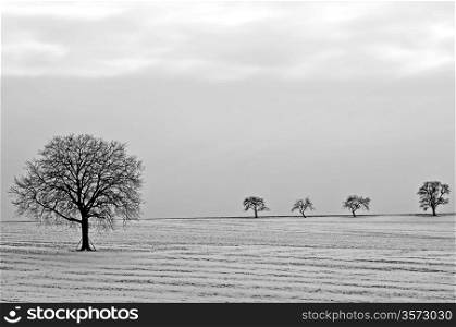 tree in snow. trees in snow