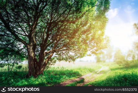 Tree in summer nature. Tree in summer nature. Sunrise beautiful landscape