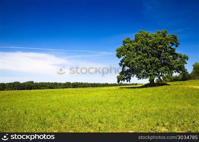 tree in summer. tree growing in a field in summer. tree in summer