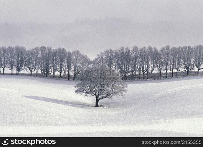 Tree in the Center of a Snow-Covered Field